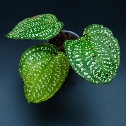 Phyllagathis guttata