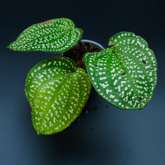 Phyllagathis guttata