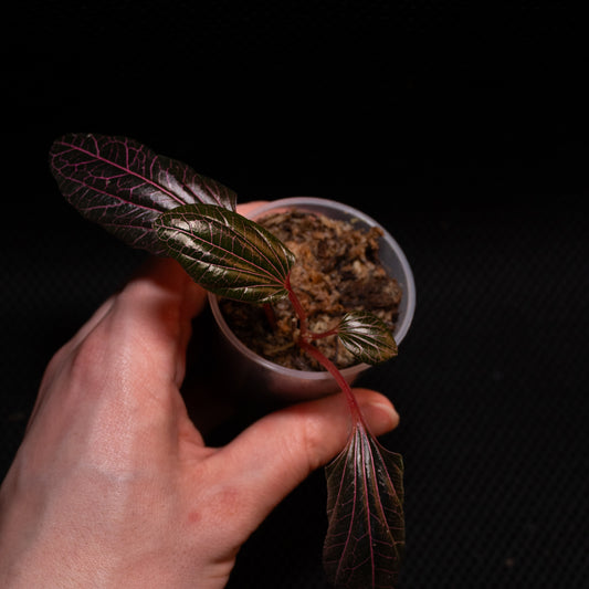 Piper sp pink big leave