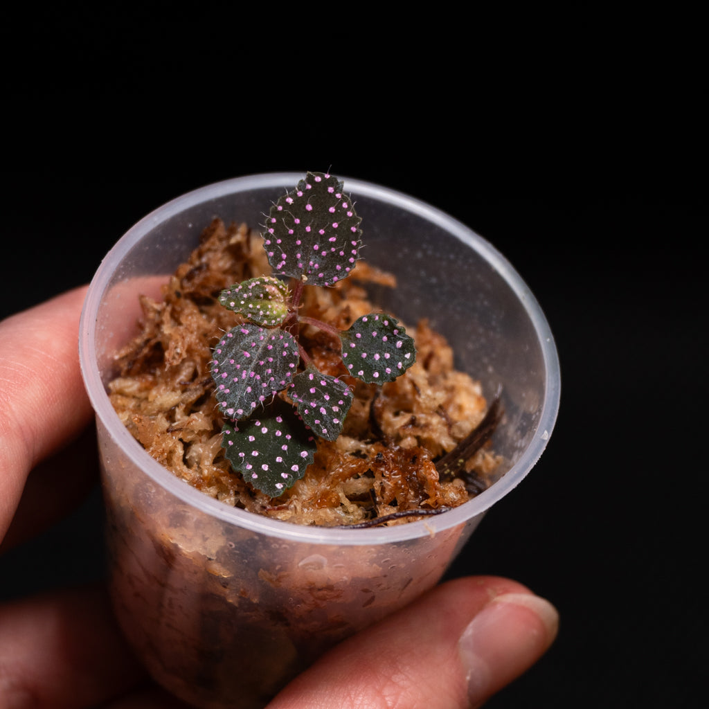 Sarcopyramis sp. pink dots