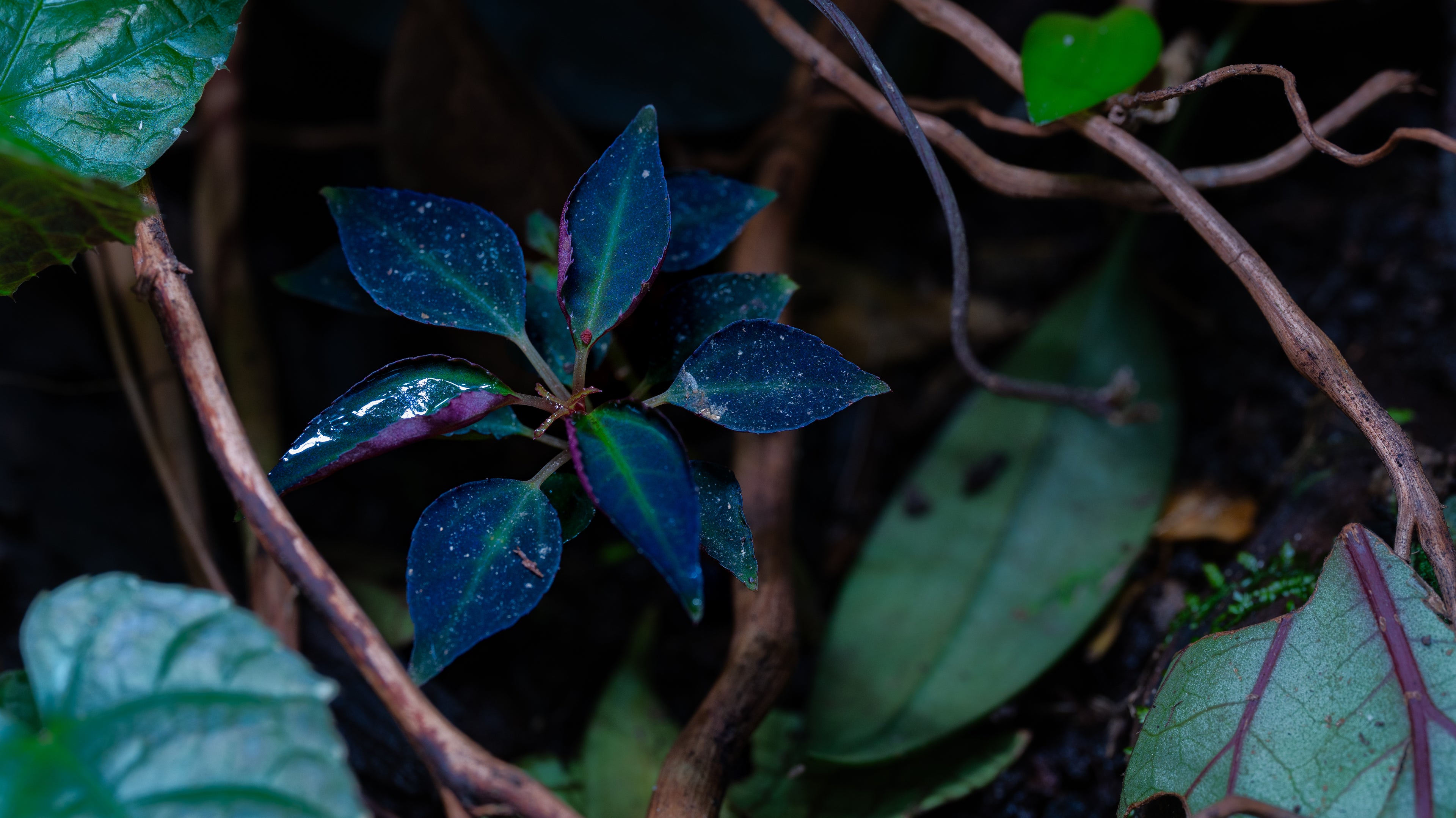 Sarcopyramis sp. Sumatra