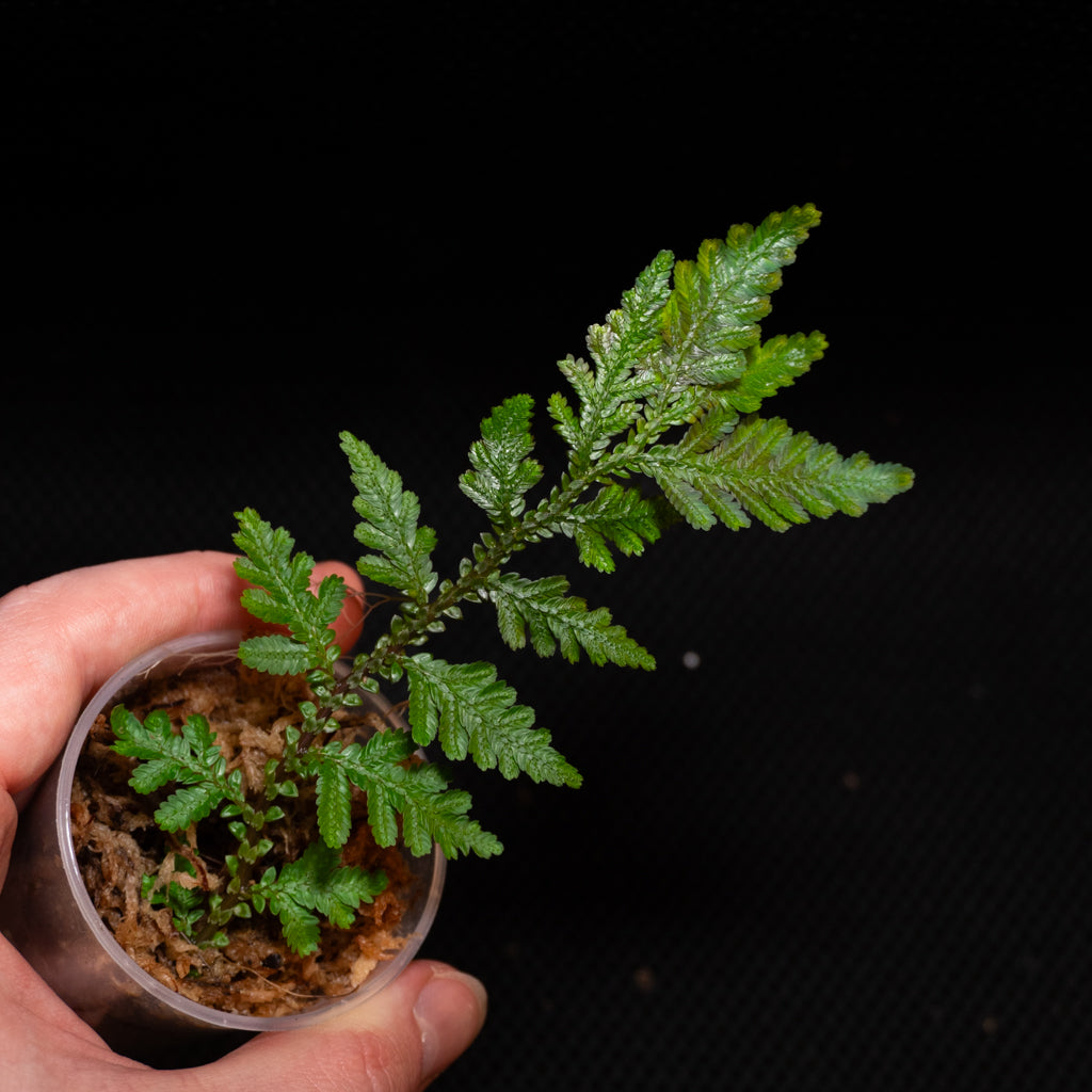 Selaginella aff. Delicatula