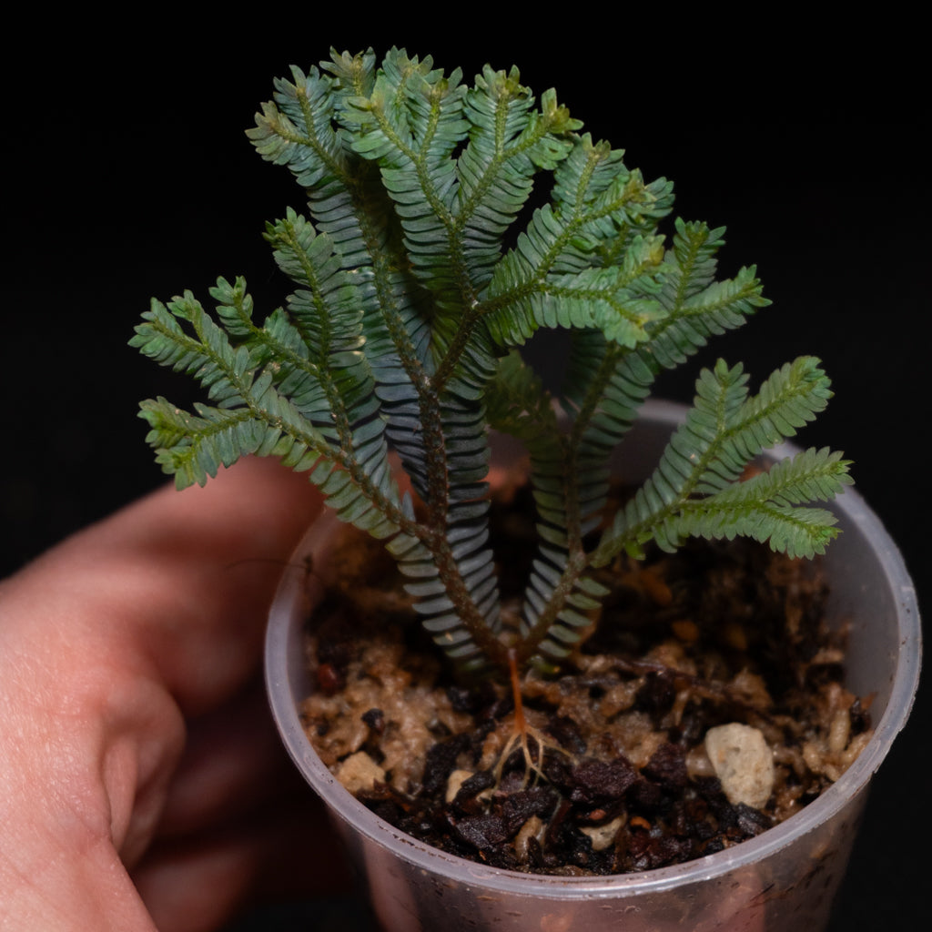 Selaginella aff. ornata