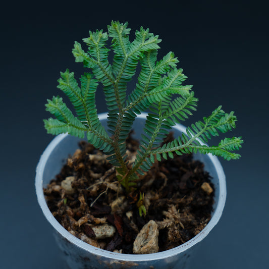 Selaginella cf ornata