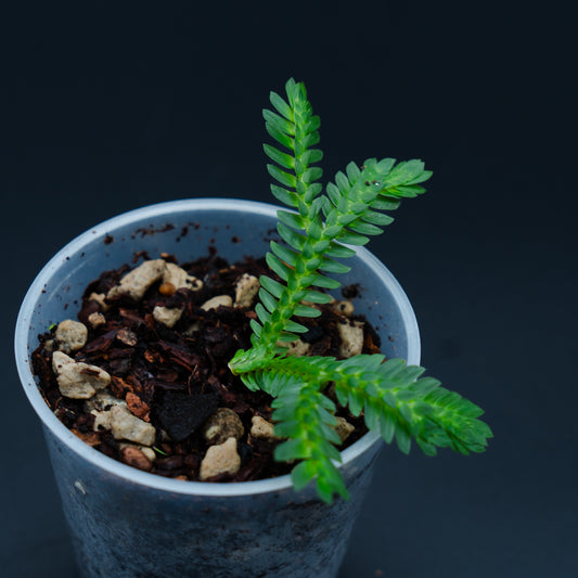 Selaginella cf Serimbu