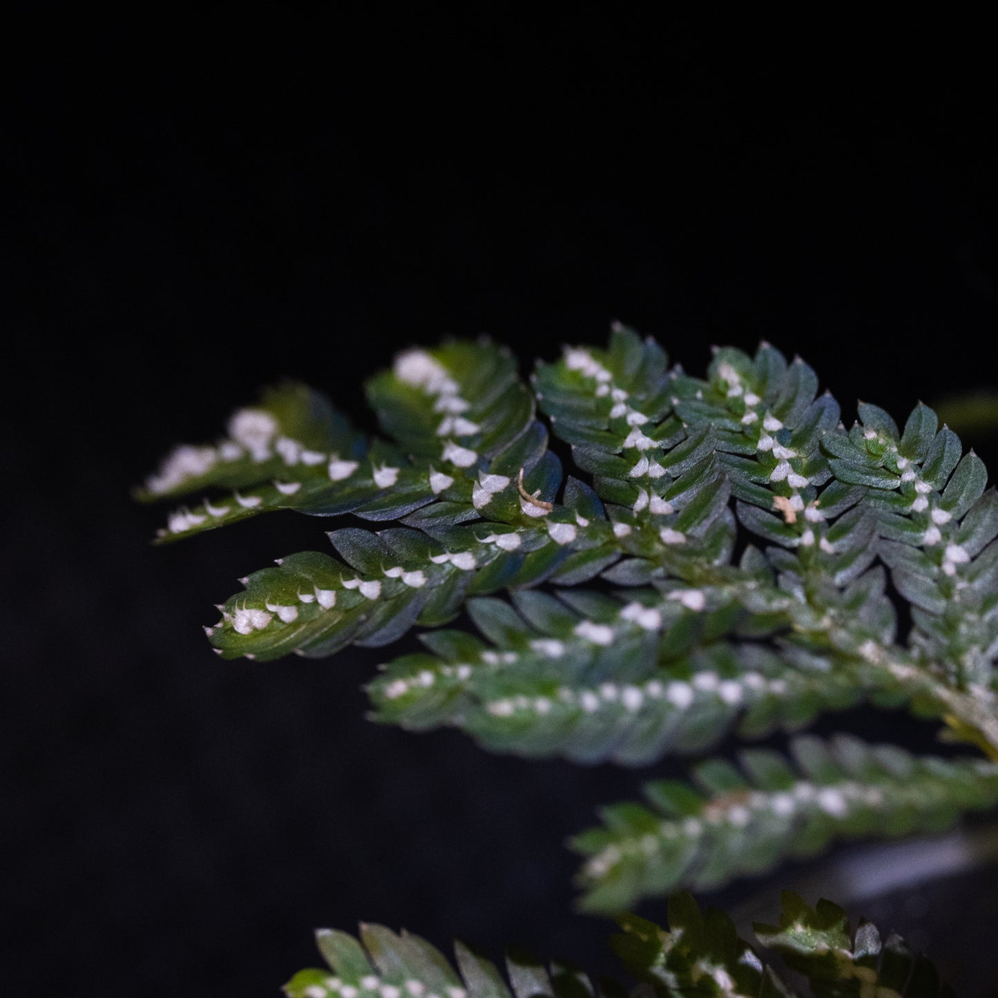 Selaginella picta