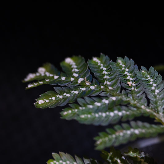 Selaginella picta