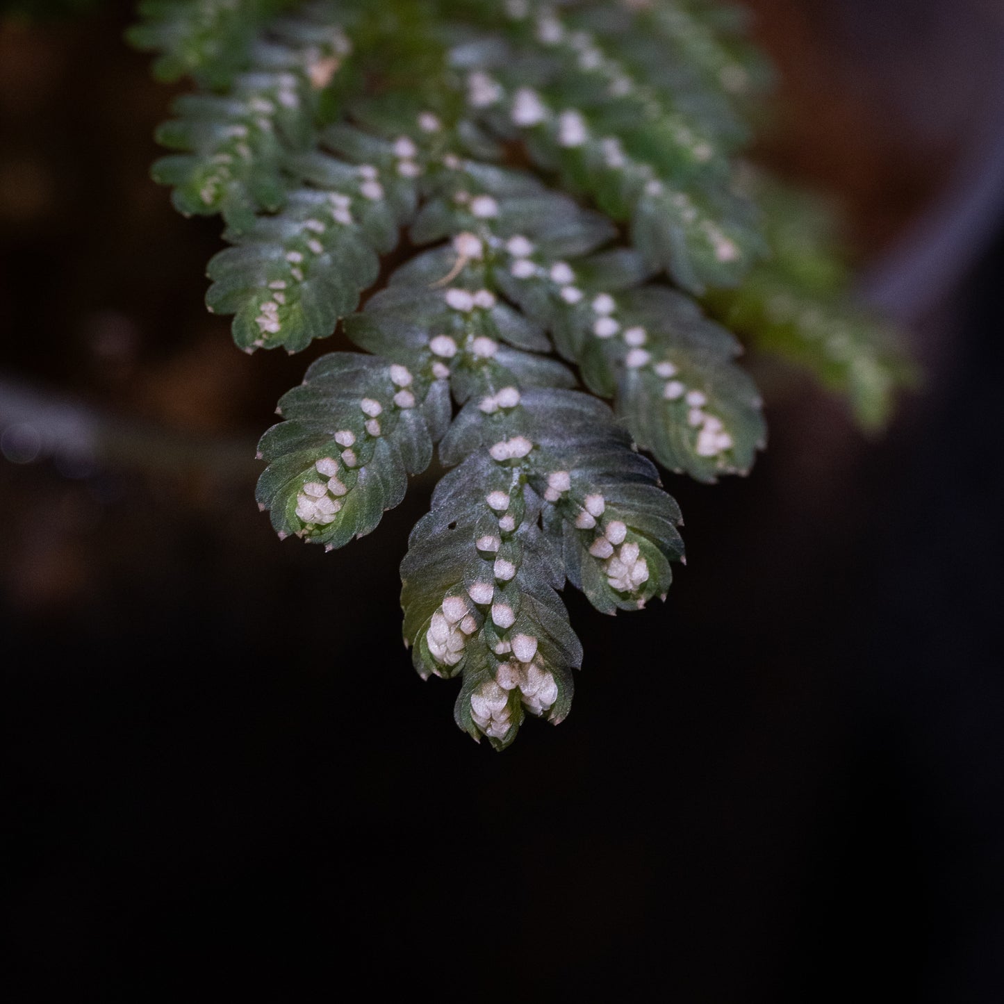 Selaginella picta