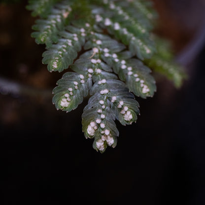 Selaginella picta