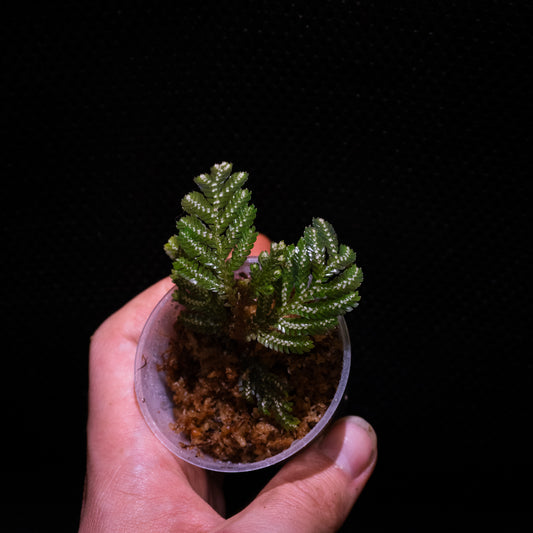 Selaginella picta