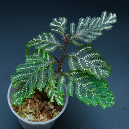 Selaginella picta
