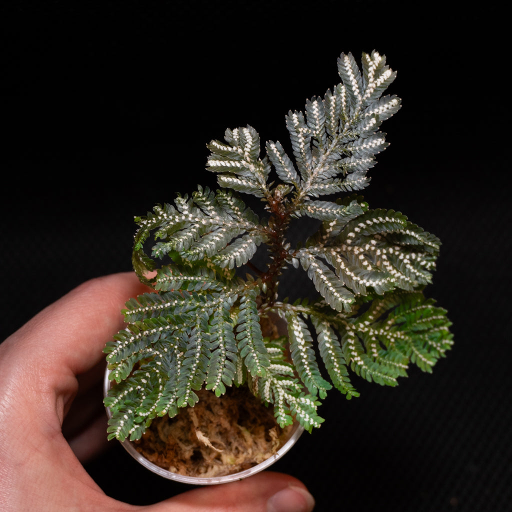 Selaginella picta