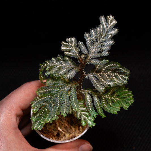 Selaginella picta
