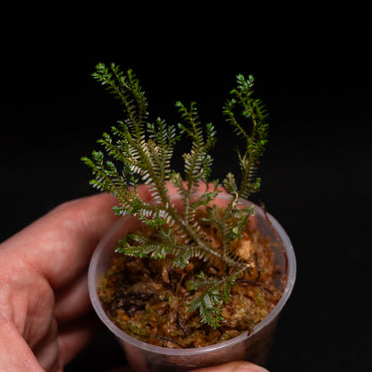 Selaginella sp. Mini