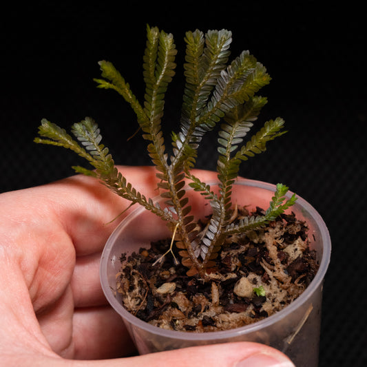 Selaginella sp. Indonesia