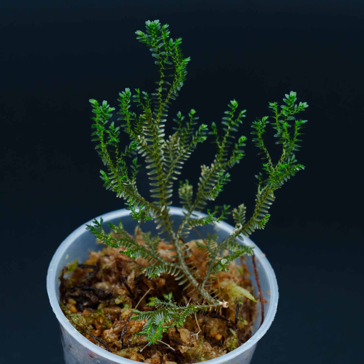 Selaginella sp. mini