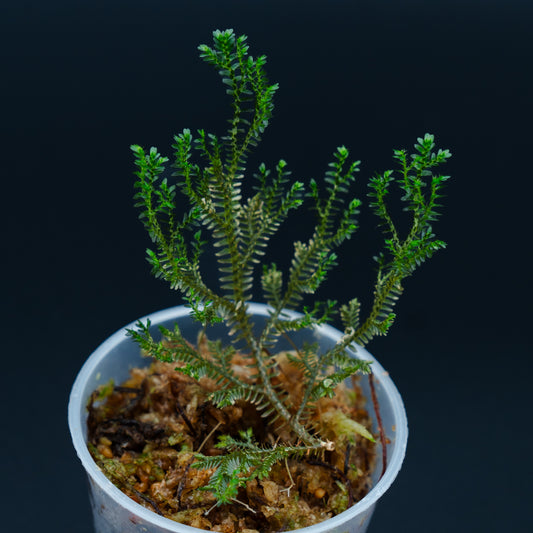 Selaginella sp. mini