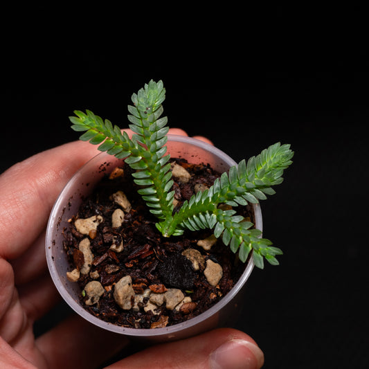 Selaginella sp. Serimbu