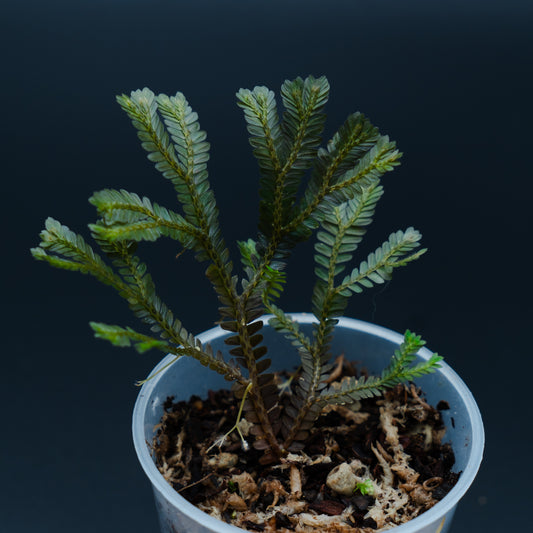 Selaginella sp