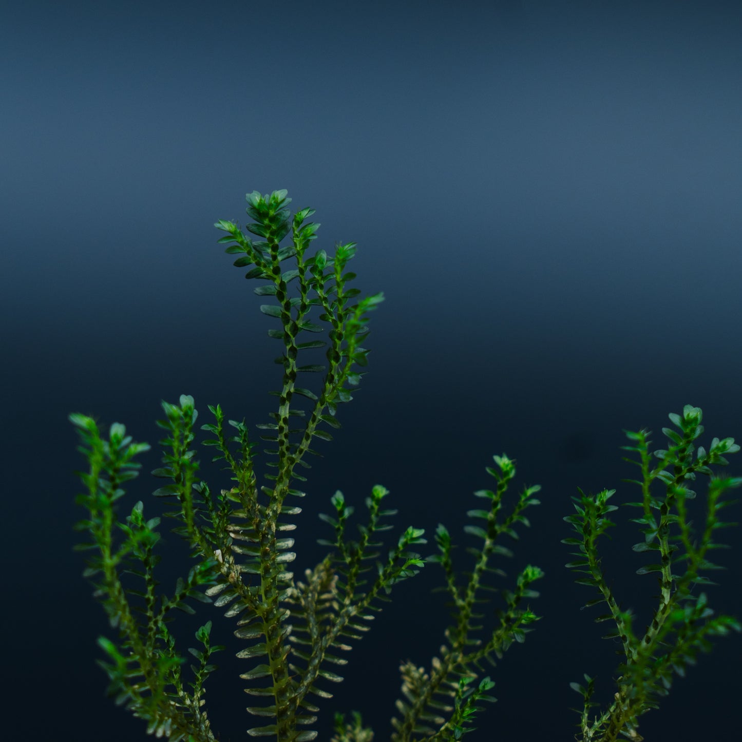 Selaginella sp mini