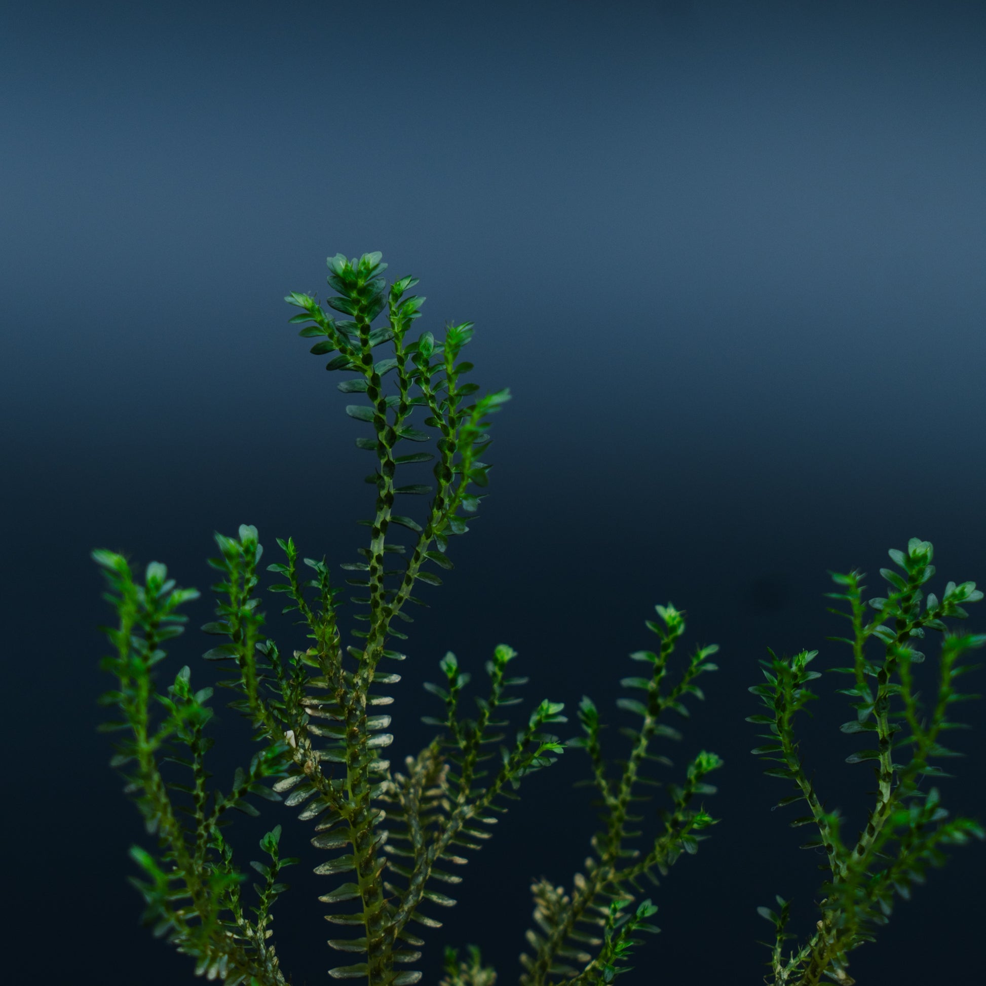 Selaginella sp mini