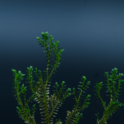 Selaginella sp mini