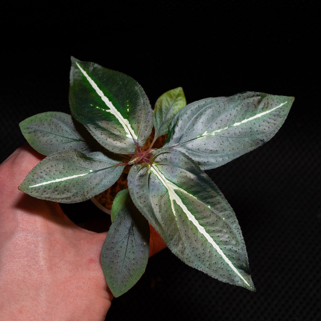 Sonerila sp. "Fluo / Lightning / White lines"