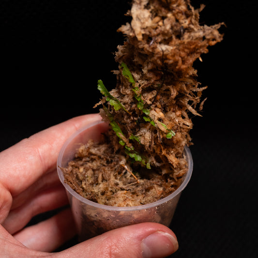 Teratophyllum aculeatum