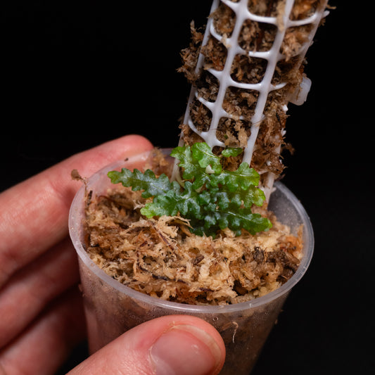 Teratophyllum rotundifoliatum