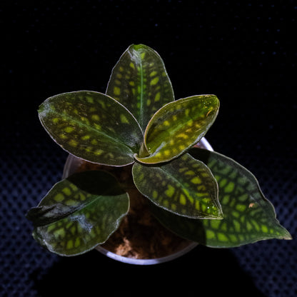 cystorchis sp green