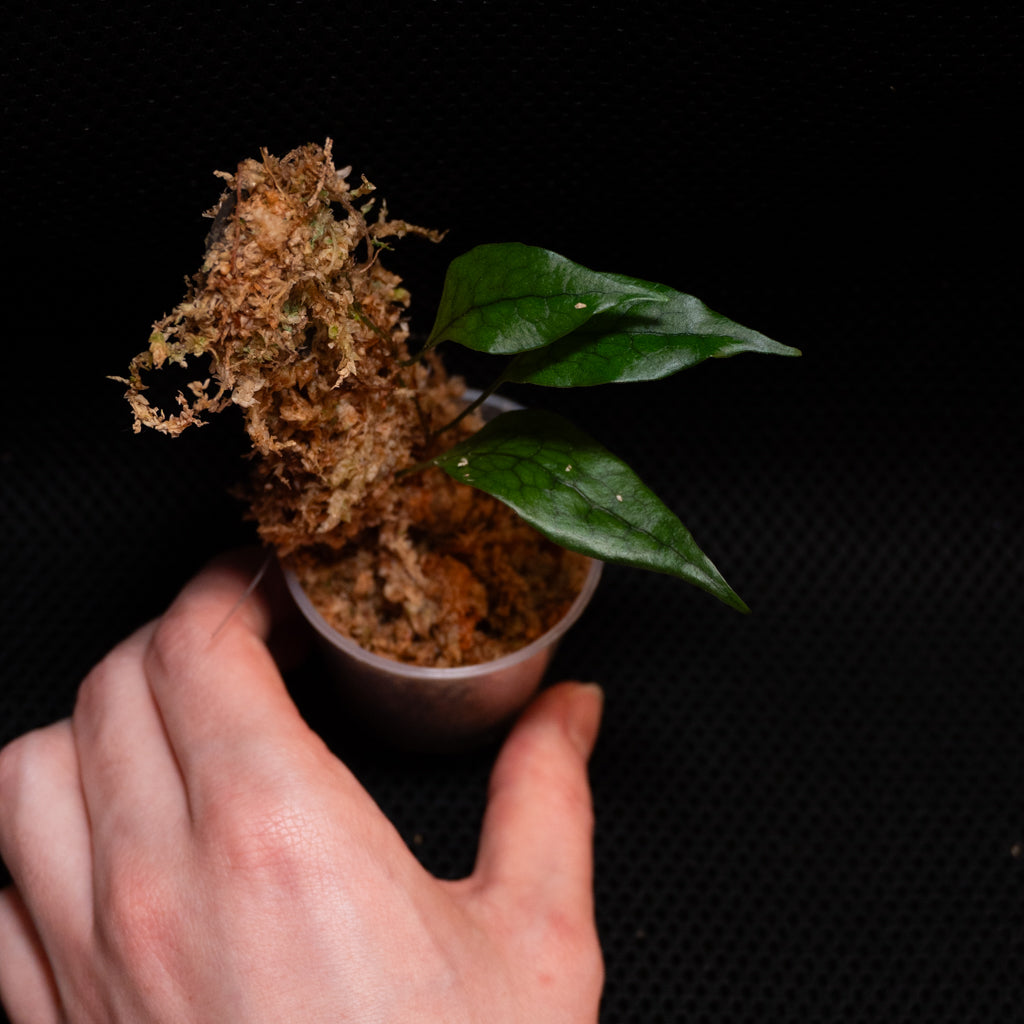 Dendroconche annabellae