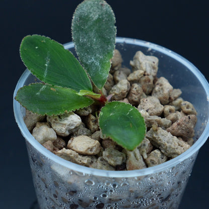 Homalomena cf. doctersii